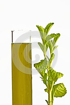 Stevia rebaudiana, support for sugar