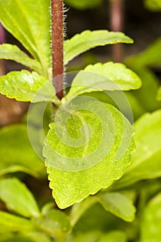 Stevia rebaudiana, support for sugar