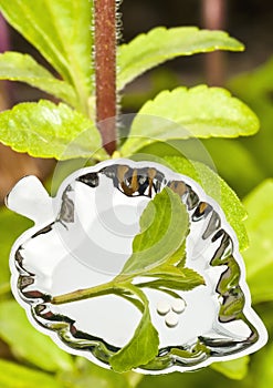 Stevia rebaudiana, support for sugar