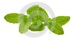 Stevia rebaudiana, sweet leaf sugar substitute isolated on white photo