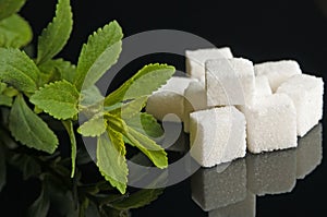 Stevia rebaudiana sweetener