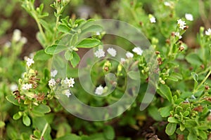 Stevia\'s flower blooming and leaves.