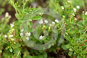 Stevia\'s flower blooming and leaves. photo