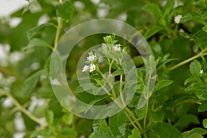 Stevia (Stevia rebaudiana (Bertoni) Bertoni) tree.