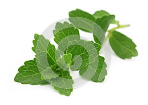 Stevia Ã¢â¬â A substitute of sugar