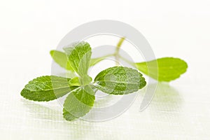 Stevia sugar leaf.