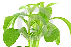 Stevia sugar substitute herb photo