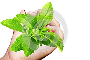 Stevia sugar substitute herb in hand