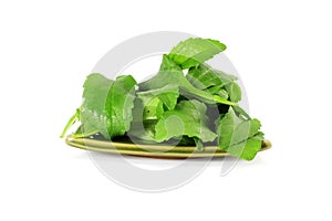 Stevia sugar substitute herbs leaves in pure white background