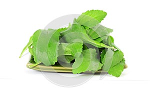 Stevia sugar substitute herbs leaves in pure white background