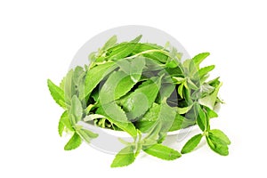 Stevia sugar substitute herbs in pure white background