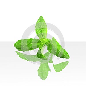 Stevia sugar substitute herbs in pure white background