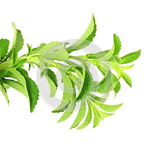 Stevia sugar substitute herbs in pure white background