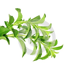 Stevia sugar substitute herbs in pure white background