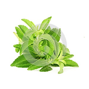 Stevia sugar substitute herbs in pure white background