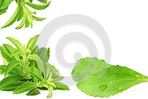 Stevia sugar substitute herbs in pure white background