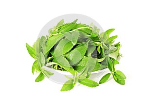 Stevia sugar substitute herbs in pure white background photo