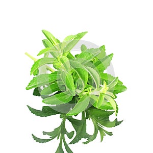 Stevia sugar substitute herbs with shadow in pure white background