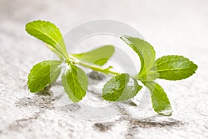 Stevia, sugarleaf.