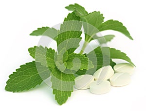 Stevia with tablets photo