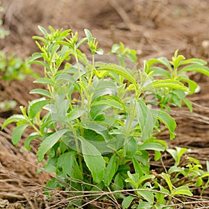 Stevia tree