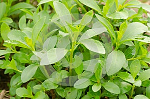 Stevia tree