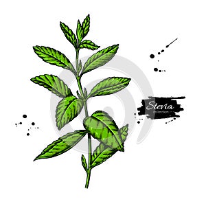 Stevia  vector drawing. Herbal sketch of sweetener sugar substitute