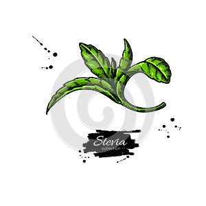 Stevia  vector drawing. Herbal sketch of sweetener sugar substitute