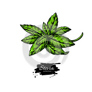 Stevia  vector drawing. Herbal sketch of sweetener sugar substitute photo