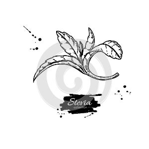 Stevia vector drawing. Herbal sketch of sweetener sugar substitute. Vintage engraved illustration of superfood.