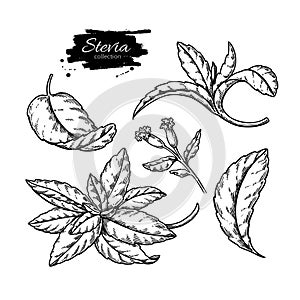 Stevia vector drawing. Herbal sketch of sweetener sugar substitute. Vintage engraved illustration of superfood.