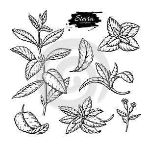 Stevia vector drawing. Herbal sketch of sweetener sugar substitute. Vintage engraved illustration of superfood.