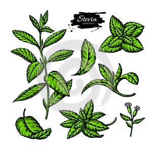 Stevia  vector drawing. Herbal sketch of sweetener sugar substitute photo