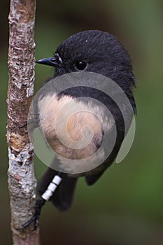 Stewart island Robin photo