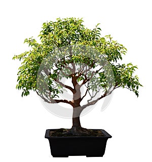 Stewartia tree