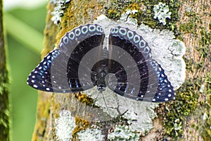 Stibochiona nicea - popinjay butterfly