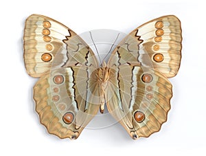 Stichopthalma louisa (underside)