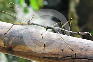 Stick Bug photo