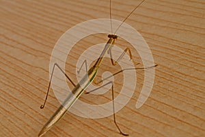 Stick Bug