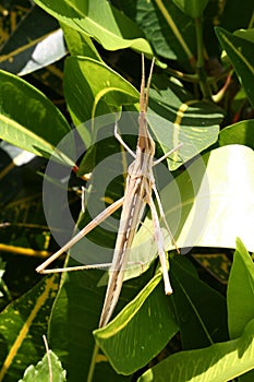 Stick bug with green leaves background from Gambia