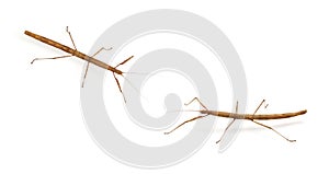 Stick bug, insect