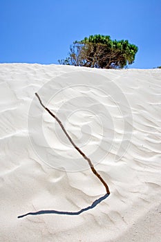 Stick and bush on deserted sandy beach dunes