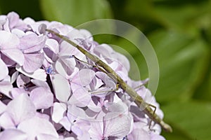 Stick or fascinated insect on pink flower. Also known as Phasmida or Phasmatodea photo