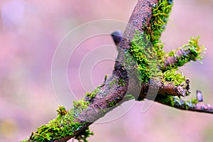 A stick full of swamp moss