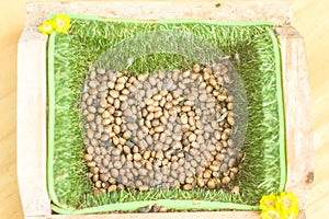 stick insec eggs with copy space ,Phasmatidae