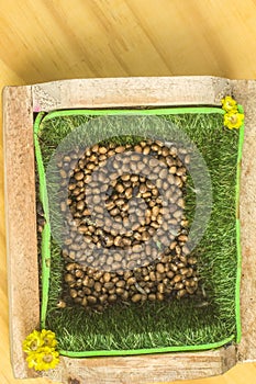 stick insec eggs with copy space ,Phasmatidae