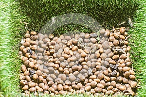 stick insec eggs with copy space ,Phasmatidae