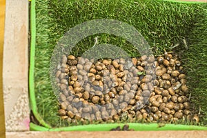 stick insec eggs with copy space ,Phasmatidae