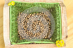 stick insec eggs with copy space ,Phasmatidae