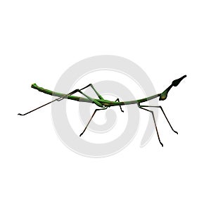 Stick insect